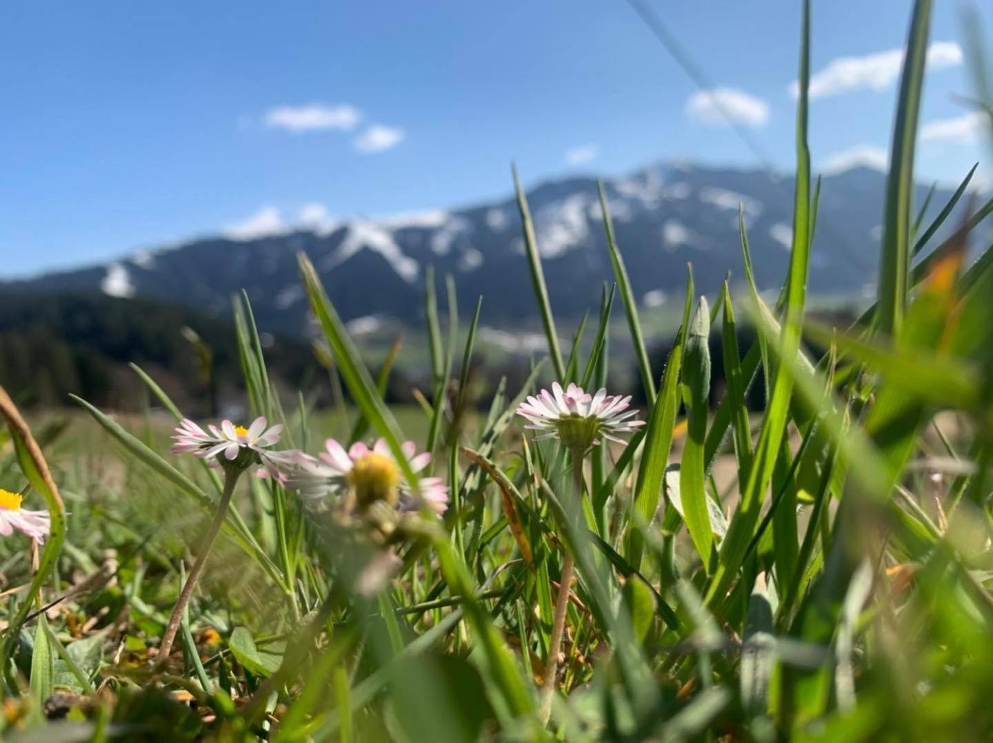 Appartement Alpenhof Wildschönau Niederau Exterior foto
